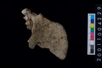 藏品(豬左下顎骨齒)的圖片