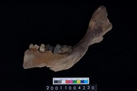 藏品(豬左下顎骨齒)的圖片