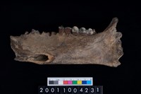 藏品(豬右下顎骨齒)的圖片