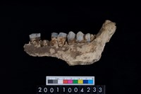 藏品(豬右下顎骨齒)的圖片