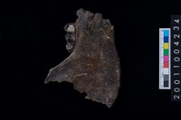 藏品(豬右下顎骨齒)的圖片