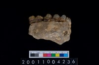 藏品(豬右下顎骨齒)的圖片