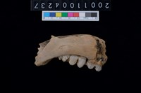 藏品(豬右下顎骨齒)的圖片