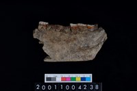 藏品(豬右下顎骨齒)的圖片