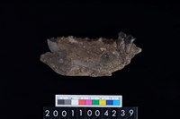 藏品(豬下顎骨齒)的圖片