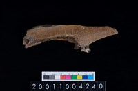 藏品(豬右下顎骨齒)的圖片