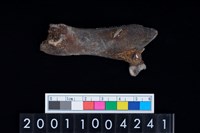 藏品(豬下顎骨齒)的圖片