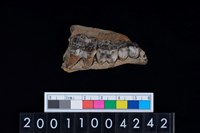 藏品(豬下顎骨齒)的圖片