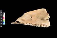 藏品(豬下顎骨齒)的圖片