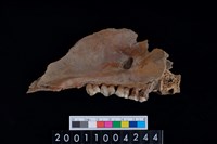 藏品(豬上顎骨齒)的圖片