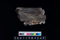 藏品(豬上顎骨齒)的圖片