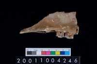 藏品(豬上顎骨齒)的圖片