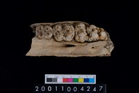 藏品(豬上顎骨齒)的圖片