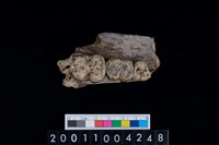 藏品(豬上顎骨齒)的圖片