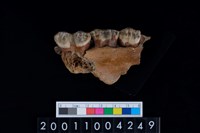 藏品(豬上顎骨齒)的圖片