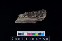 藏品(豬上顎骨齒)的圖片