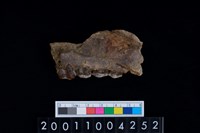 藏品(豬上顎骨齒)的圖片