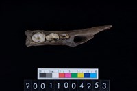 藏品(豬上顎骨齒)的圖片