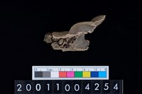 藏品(豬上顎骨齒)的圖片