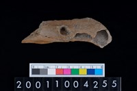 藏品(豬上顎骨齒)的圖片