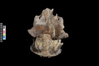 藏品(梅花鹿頭骨)的圖片