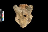 藏品(鹿頭骨)的圖片