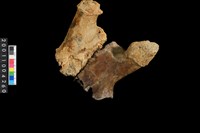 藏品(鹿頭骨)的圖片