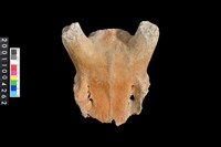 藏品(鹿頭骨)的圖片