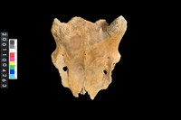 藏品(鹿或山羌頭骨)的圖片