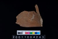 藏品(鹿頭骨)的圖片