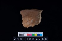 藏品(鹿頭骨)的圖片