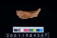 藏品(鹿頭骨)的圖片