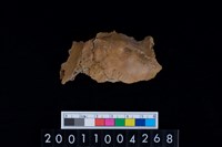 藏品(鹿頭骨)的圖片