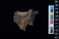 藏品(鹿頭骨)的圖片