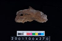 藏品(鹿眼眶骨)的圖片