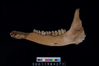 藏品(鹿下顎骨齒)的圖片