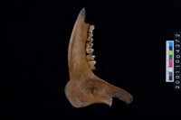 藏品(鹿下顎骨齒)的圖片