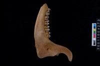 藏品(鹿下顎骨齒)的圖片