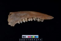 藏品(鹿下顎骨齒)的圖片