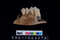 藏品(鹿下顎骨齒)的圖片