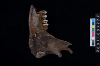 藏品(鹿下顎骨齒)的圖片