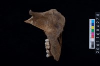 藏品(鹿下顎骨齒)的圖片