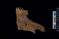 藏品(鹿下顎骨齒)的圖片