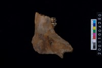 藏品(鹿下顎骨齒)的圖片