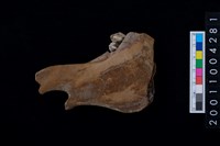 藏品(鹿下顎骨齒)的圖片