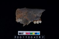 藏品(鹿下顎骨齒)的圖片