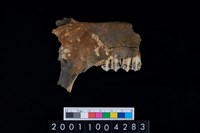 藏品(鹿下顎骨齒)的圖片