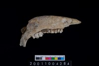 藏品(鹿下顎骨齒)的圖片