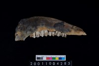 藏品(鹿右下顎骨齒)的圖片