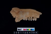 藏品(鹿右下顎骨齒)的圖片